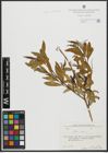 Foto von Salix alba L.